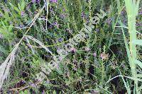 Lythrum junceum Banks et Sol. (Lythrum graefferi Ten., Lythrum monanthum Link ex Steud. nom. illeg.)