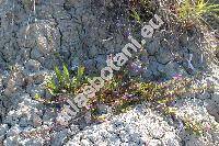 Lythrum tribracteatum Salzm. ex Spreng.