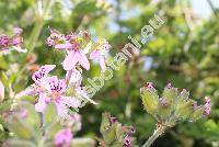 Pelargonium graveolens (Pelargonium graveolens LHr., Geranium graveolens (LHr.) Thunb., Pelargonium intermedium Kunth, Geraniospermum)