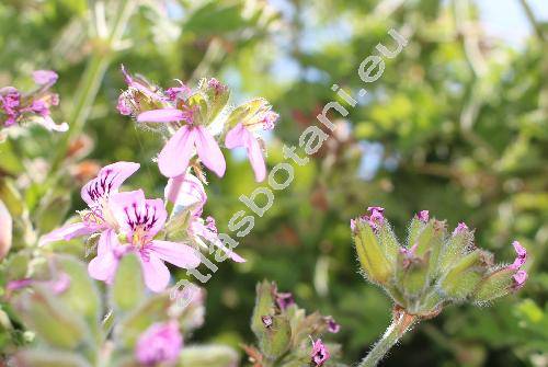 Pelargonium graveolens (Pelargonium graveolens LHr., Geranium graveolens (LHr.) Thunb., Pelargonium intermedium Kunth, Geraniospermum)