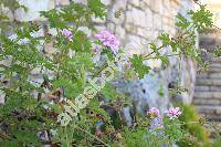 Pelargonium graveolens (Pelargonium graveolens LHr., Geranium graveolens (LHr.) Thunb., Pelargonium intermedium Kunth, Geraniospermum)