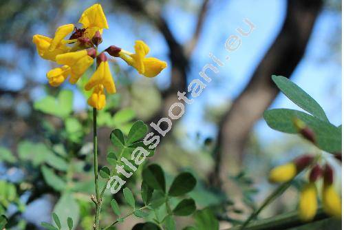 Hippocrepis emerus (L.) Lass. (Emerus fruticosus Horn., Emerus major Mill., Coronilla emerus L.)