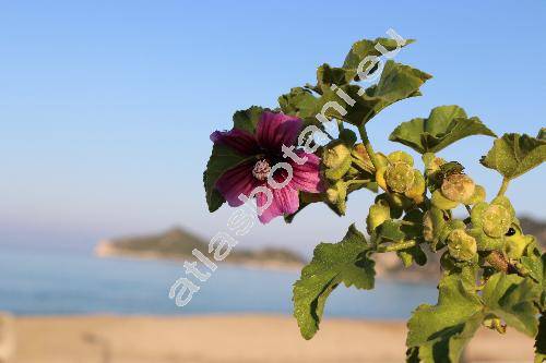 Malva arborea (L.) Webb et Berth. (Althea arborea (L.) Alef., Malva umbellata, Anthema arborea (L.) Medik., Lavatera arborea L., Malva dendromorhpa Ray)