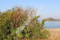 Malva arborea (L.) Webb et Berth. (Althea arborea (L.) Alef., Malva umbellata, Anthema arborea (L.) Medik., Lavatera arborea L., Malva dendromorhpa Ray)