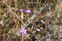 Petrorhagia obcordata (Marg. et Reut.) Greut. et Burd. (Gypsophila, Dianthus obcordatus Marg. et Reut., Tunica, Kohlrauschia obcordata (Marg. et Reut.) Rchb.)