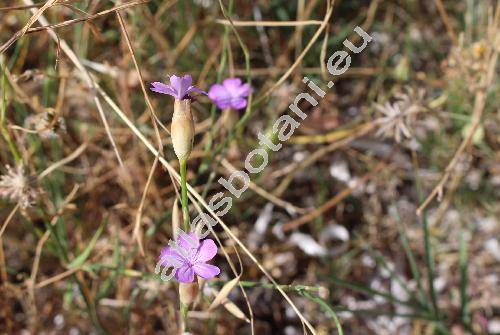 Petrorhagia obcordata (Marg. et Reut.) Greut. et Burd. (Gypsophila, Dianthus obcordatus Marg. et Reut., Tunica, Kohlrauschia obcordata (Marg. et Reut.) Rchb.)
