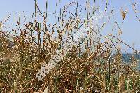 Petrorhagia obcordata (Marg. et Reut.) Greut. et Burd. (Gypsophila, Dianthus obcordatus Marg. et Reut., Tunica, Kohlrauschia obcordata (Marg. et Reut.) Rchb.)