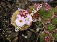 Androsace sempervivoides Jacq.