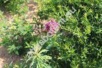 Trifolium rubens L.