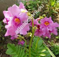 Incarvillea delavayi (Incarvillea delavayi Bur. et Franch.)