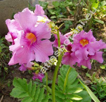 Incarvillea delavayi (Incarvillea delavayi Bur. et Franch.)