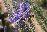 Pseudolysimachion spicatum (L.) Opiz (Veronica spicata L.)