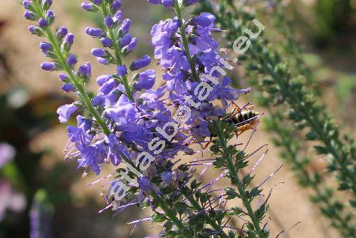 Pseudolysimachion spicatum (L.) Opiz (Veronica spicata L.)