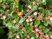 Cotoneaster horizontalis Decne. (Cotoneaster davidiana, Cotoneaster davidianus hort. ex Dipp.)