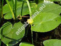 Nuphar lutea (L.) Sm. (Nymphaea lutea L.)