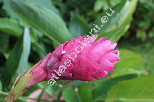 Alpinia purpurata Schum.