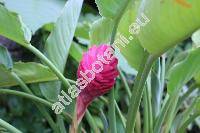 Alpinia purpurata Schum.