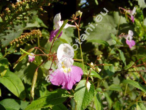 Impatiens balfourii (Impatiens balfourii Hooker, Impatiens mathildae, Balsamina)