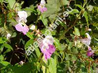 Impatiens balfourii (Impatiens balfourii Hooker, Impatiens mathildae, Balsamina)