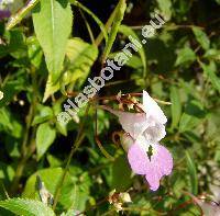 Impatiens balfourii (Impatiens balfourii Hooker, Impatiens mathildae, Balsamina)