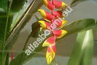 Heliconia rostrata Ruiz et Pav. (Bihai)