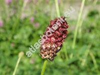 Sanguisorba officinalis L. (Sanguisorba major Gilib., Sanguisorba montana Jord., Poterium officinale (L.) Gray, Poterium officinale (L.) Forb. et Hemsl.)