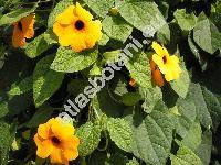 Thunbergia alata Boj. ex Sims