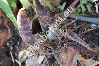 Aloe rauhii Reynolds (Guillaumia rauhii (Reynolds) Healt)