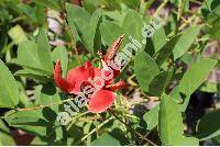 Erythrina crista-galli L.