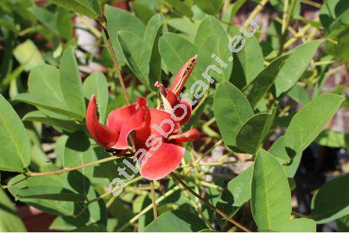 Erythrina crista-galli L.