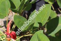 Erythrina crista-galli L.