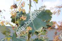 Macleaya cordata (Willd.) Br. (Bocconia cordata Willd., Bocconia japonica Andr)
