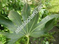 Fatsia japonica Decne. et Planch. (Aralia japonica Thunb., Aralia sieboldii hort.)