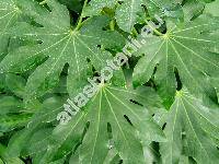 Fatsia japonica Decne. et Planch. (Aralia japonica Thunb., Aralia sieboldii hort.)