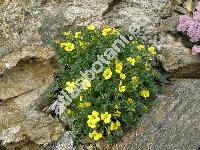 Morisia monanthos (Viv.) Asch. (Erucaria, Rapistrum, Sisymbrium)