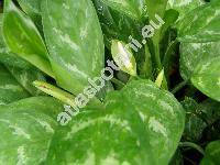 Aglaonema commutatum Schott