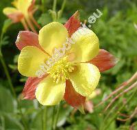 Aquilegia x hybrida Sims