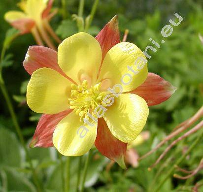 Aquilegia x hybrida Sims