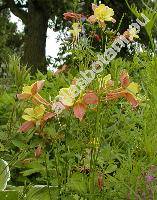 Aquilegia x hybrida Sims
