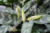 Aglaonema treubii Engl. (Aglaonema Treubii)