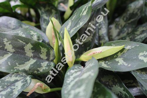 Aglaonema treubii Engl. (Aglaonema Treubii)