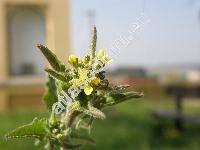 Sisymbrium officinale (L.) Scop. (Chamaeplium officinale (L.) Wallr., Erysimum officinale L., Crucifera sisymbrium Krause, Velarum officinale (L.) Reichenb.)