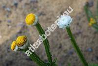 Ammobium alatum (Ammobium spathulatum Gaud.-Beaup., Ammobium alatum Brown)