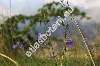 Campanula rotundifolia L.