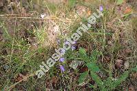 Campanula rotundifolia L.