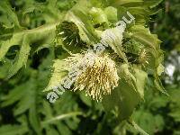 Cirsium oleraceum (L.) Scop. (Carduus oleraceus L., Cnicus oleraceus L., Cirsium ambifarium Schur)