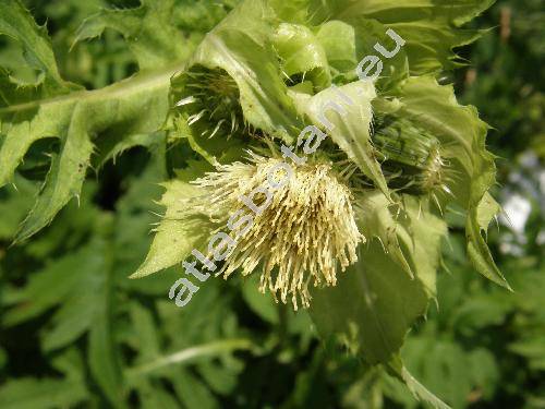 Cirsium oleraceum (L.) Scop. (Carduus oleraceus L., Cnicus oleraceus L., Cirsium ambifarium Schur)