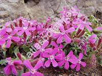 Saponaria ocymoides 'Rose'