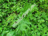 Dryopteris dilatata (Hoffm.) Gray (Dryopteris austriaca (Jacq.) Schinz et Thell., Aspidium dilatatum (Hoffm.) Sm., Polypodium dilatatum Hoffm.)