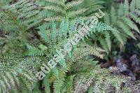 Athyrium filix-femina (L.) Roth (Asplenium filix-femina (L.) Bernh., Polypodium filix-femina L., Aspidium filix-femina (L.) Swartz)